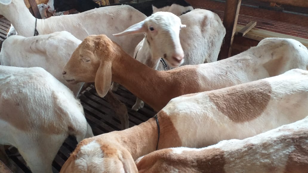 Petani Wedus Gembel Sukses